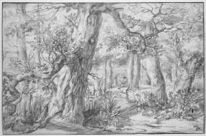 forest picture