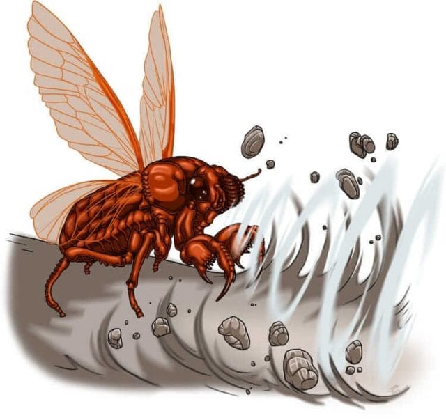 AAW-SonicCicada-colors01