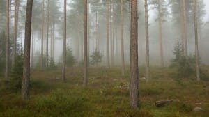 Fog_in_a_forest,_Telemark_2