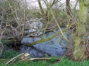 Stagnant_Pool_near_Bobbington,_Staffordshire_-_geograph.org.uk_-_378189