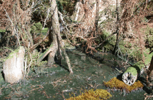 swamp pic