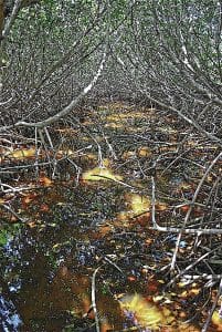 mangrove maze