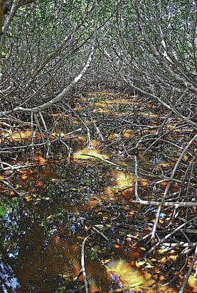 mangrove maze
